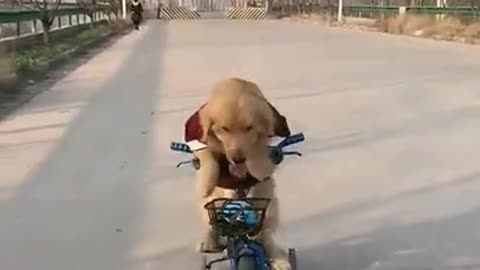 Dog starting drive a bicycle 🐕