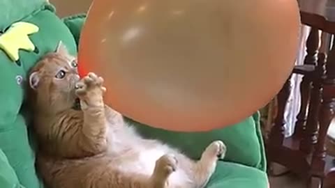 CUTE BABY CAT PLAY WITH BALLOON