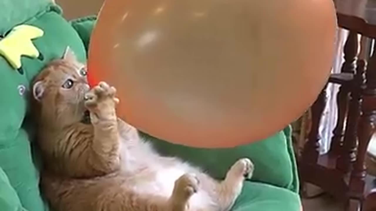 CUTE BABY CAT PLAY WITH BALLOON