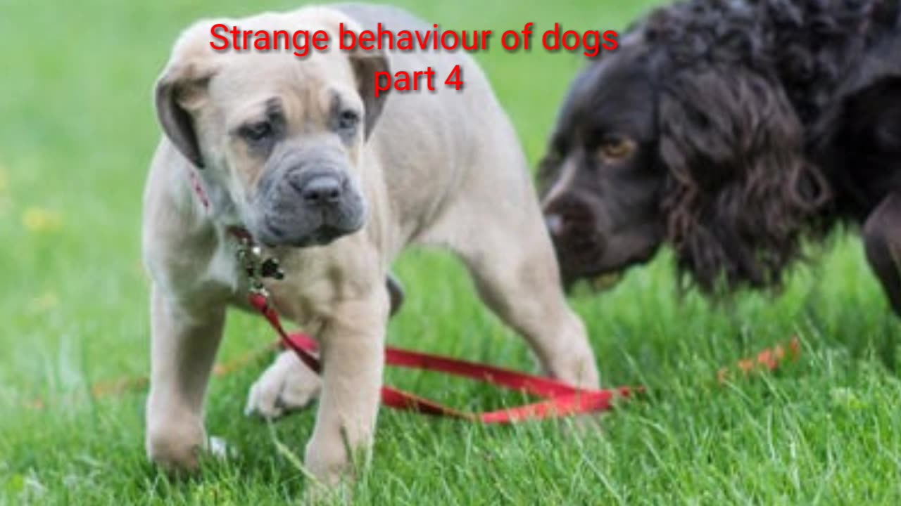 Strange behaviour of dogs Part 4