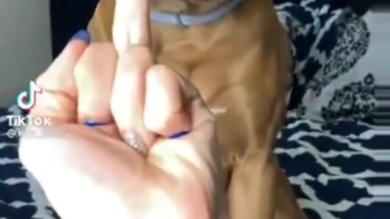 Funny Animal Video!!🐐🐕🔥🐩🐈#shorts