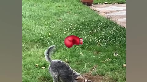 When a Tiny Cat Takes on a Fridge_ Unbelievable Showdown!