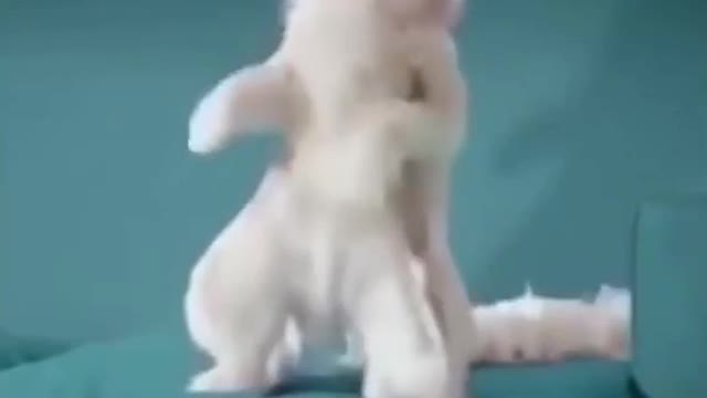 Have you ever seen a cat that can dance? It's so interesting.