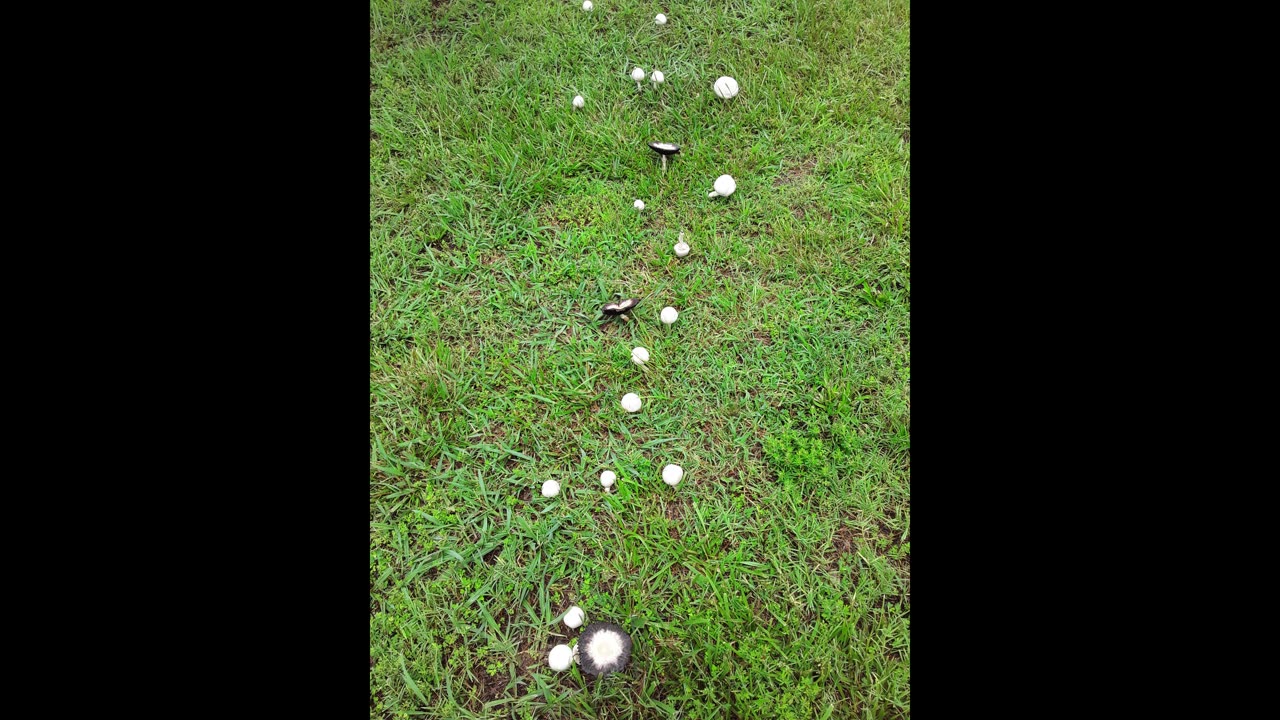 Outdoor M