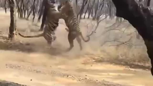 In the Ranthambore National Park, two tigresses did not share something.