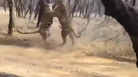 In the Ranthambore National Park, two tigresses did not share something.