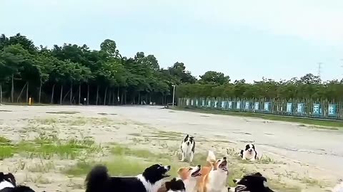 😅😆 Funny animal's 😂🤣 comedy videos 😄😃