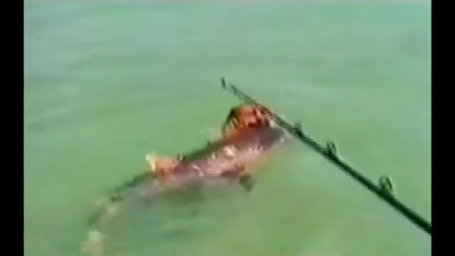 Dog Attack Shark dangerous Tiger shark