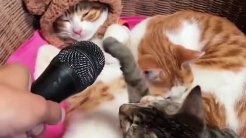 Funny & Cute Cats Compilation shorts 😻