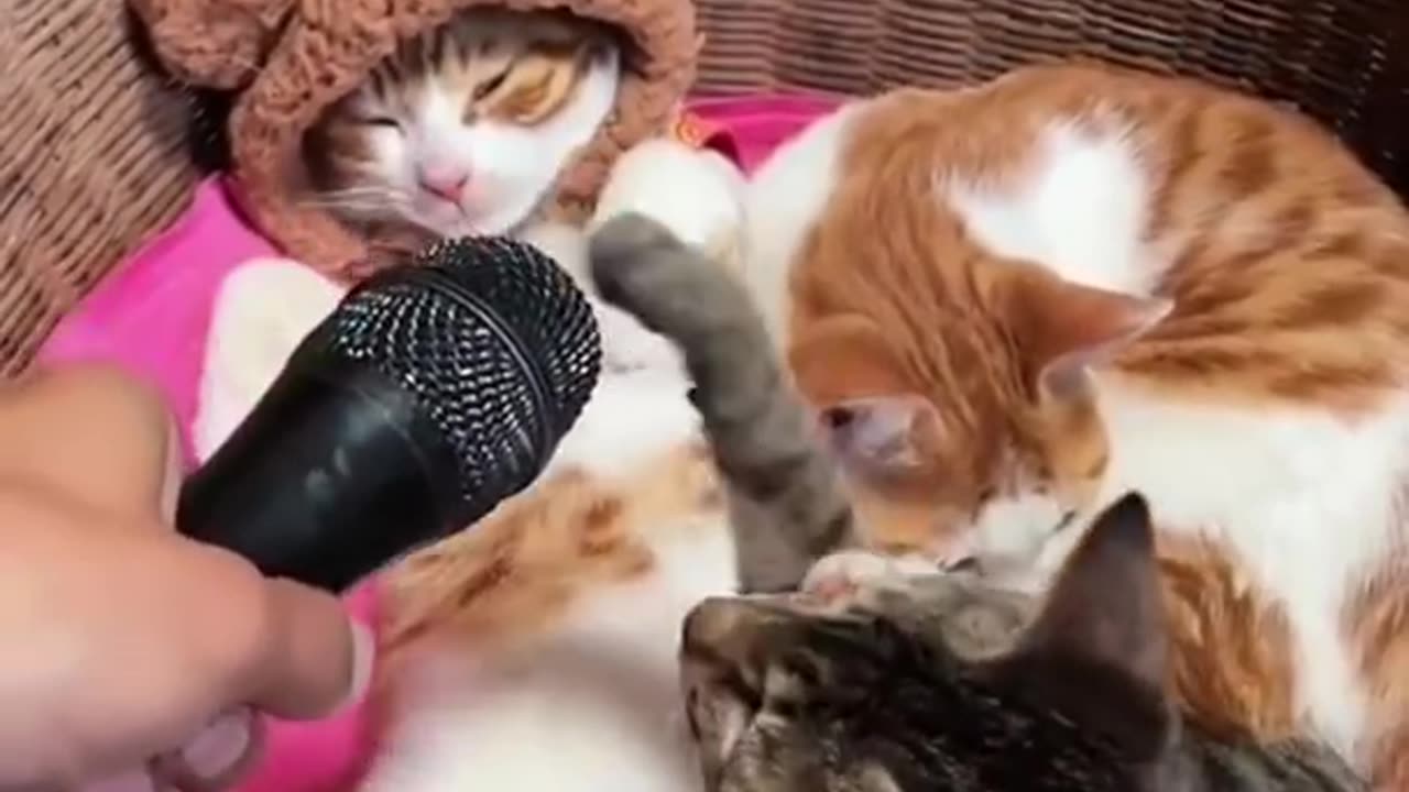 Funny & Cute Cats Compilation shorts 😻