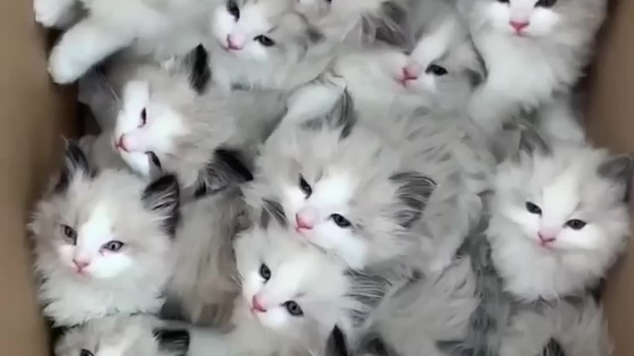 Cutie Cats