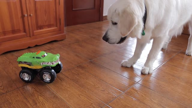 The Best Dogs Movies, Ranked
