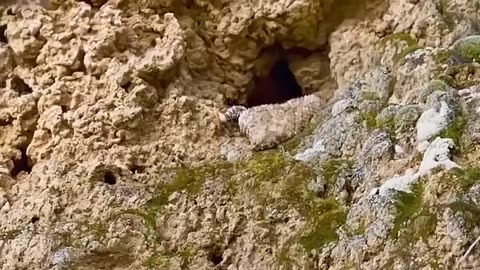 Incredible Snake Mimics Spider to Hunt Birds (watch till the end