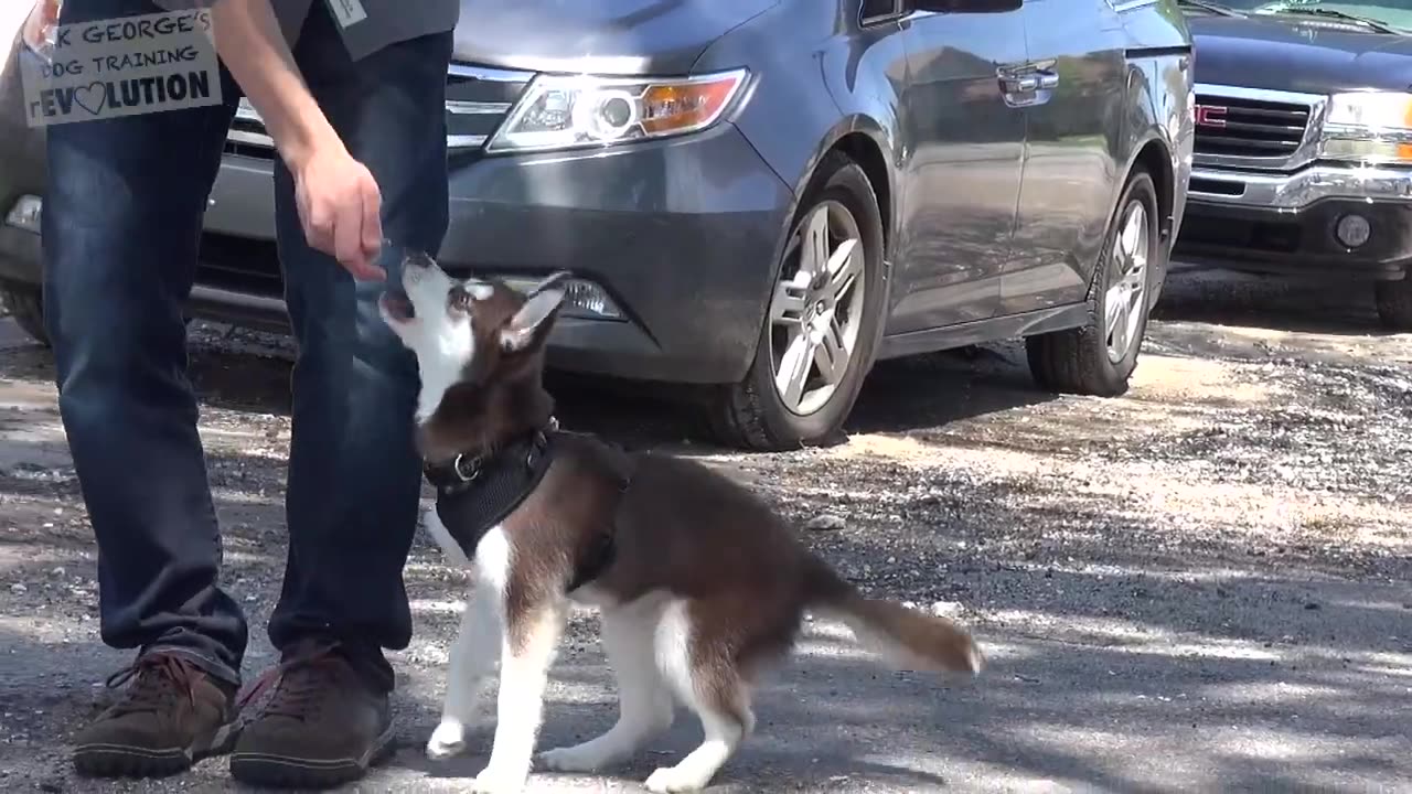 How To Teach your Puppy to Heel