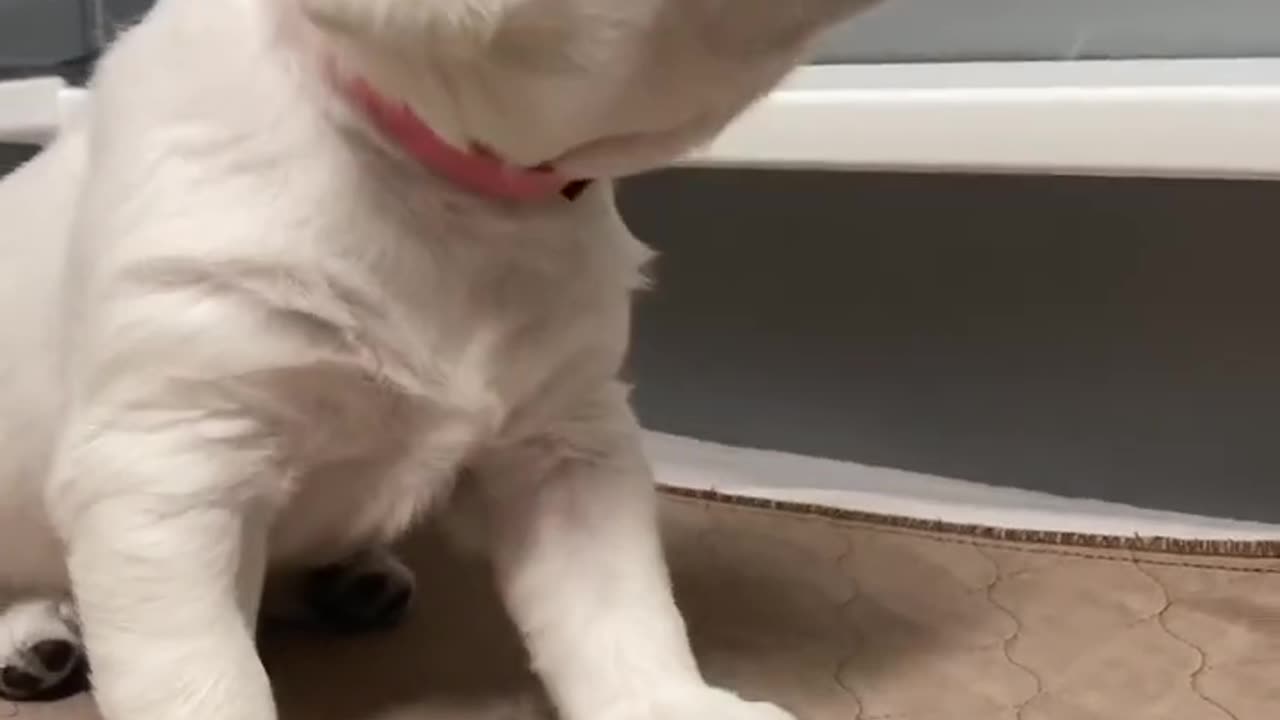 Cute Labrador Puppy Asking For Food