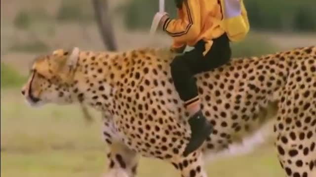 Cheetah