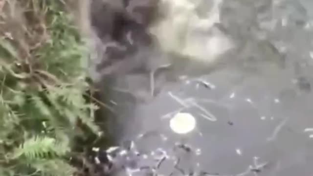 sleeping dog falls into the water funny videos 2022🤣🤣