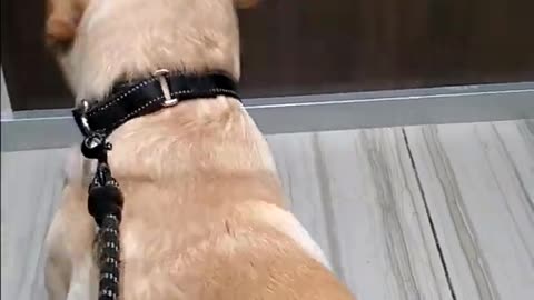 Dog Looks Confused Entering Lift / Elevator for the first time