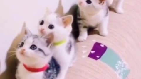 The cats are so cute🥰