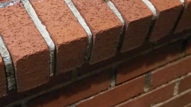 Cockroach Crawls Up to Cigarette Kept on Brick Ledge and Carries It Away