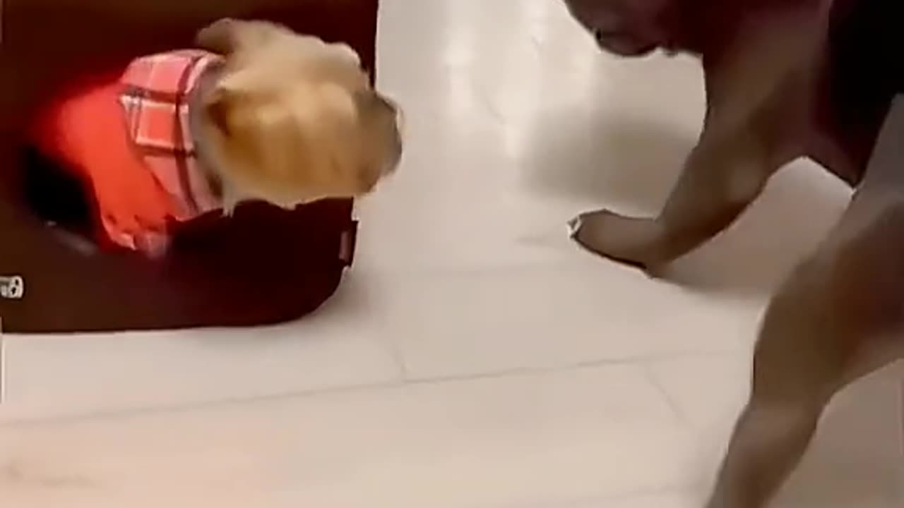 Funny animals 😀😄