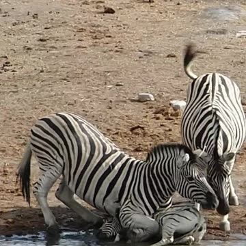 Zebra Tries to Drown Baby