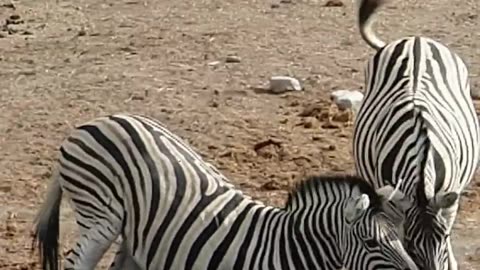 Zebra Tries to Drown Baby