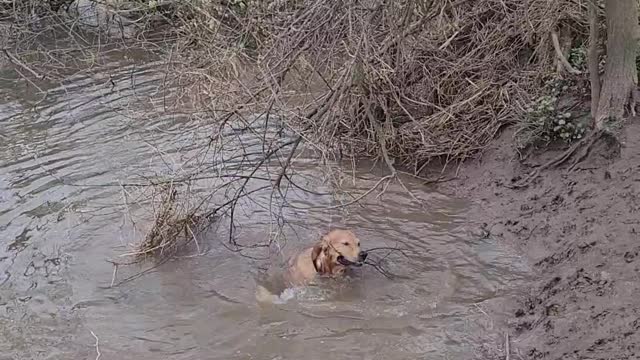 When You NEED to Get the Stick from the Water