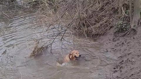 When You NEED to Get the Stick from the Water