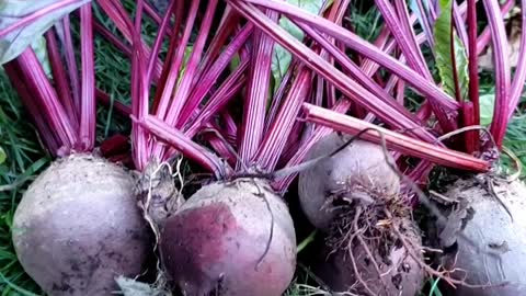 Quick Garden Harvest #22