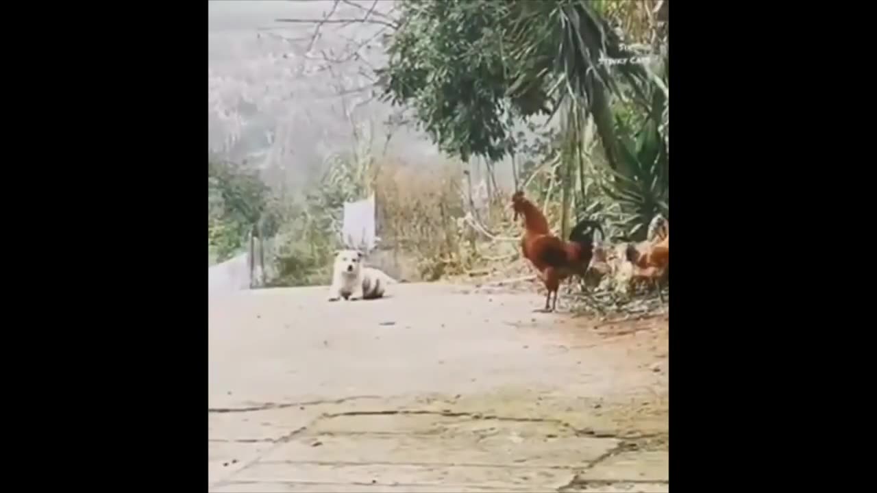 funny moments with animals