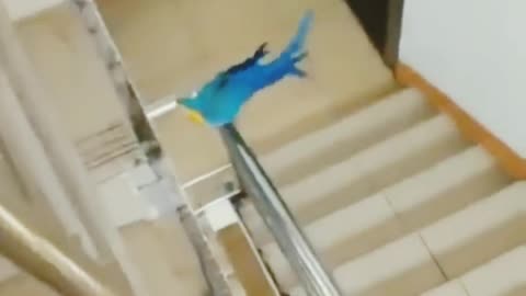 Funny parrot)