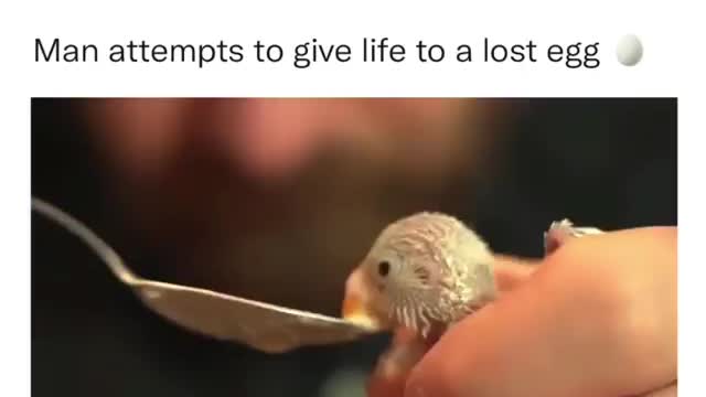 Attempts to Give Life to a Lost Egg