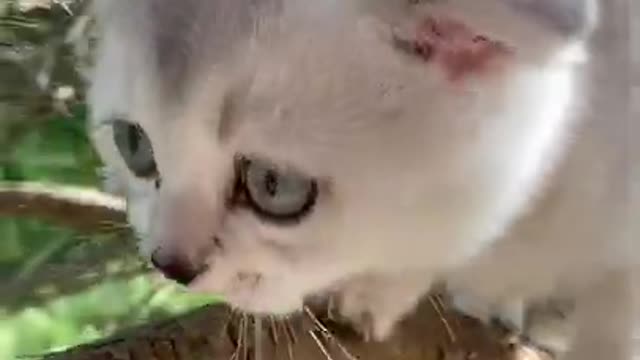 Cute cat