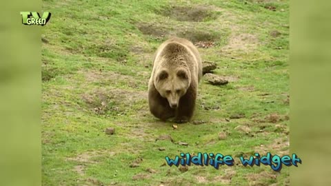 European Brown Bear & cubs - Europese Bruine Beer baby