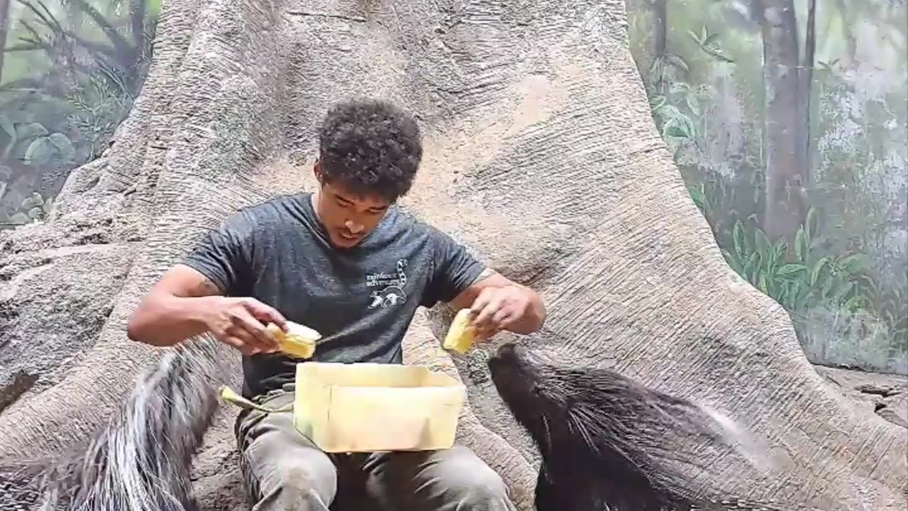 Feeding Some Very Large Porcupines