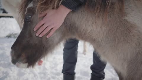 Man strokes muzzle adorable small pony at a ranch close up. Concept of horse breeding