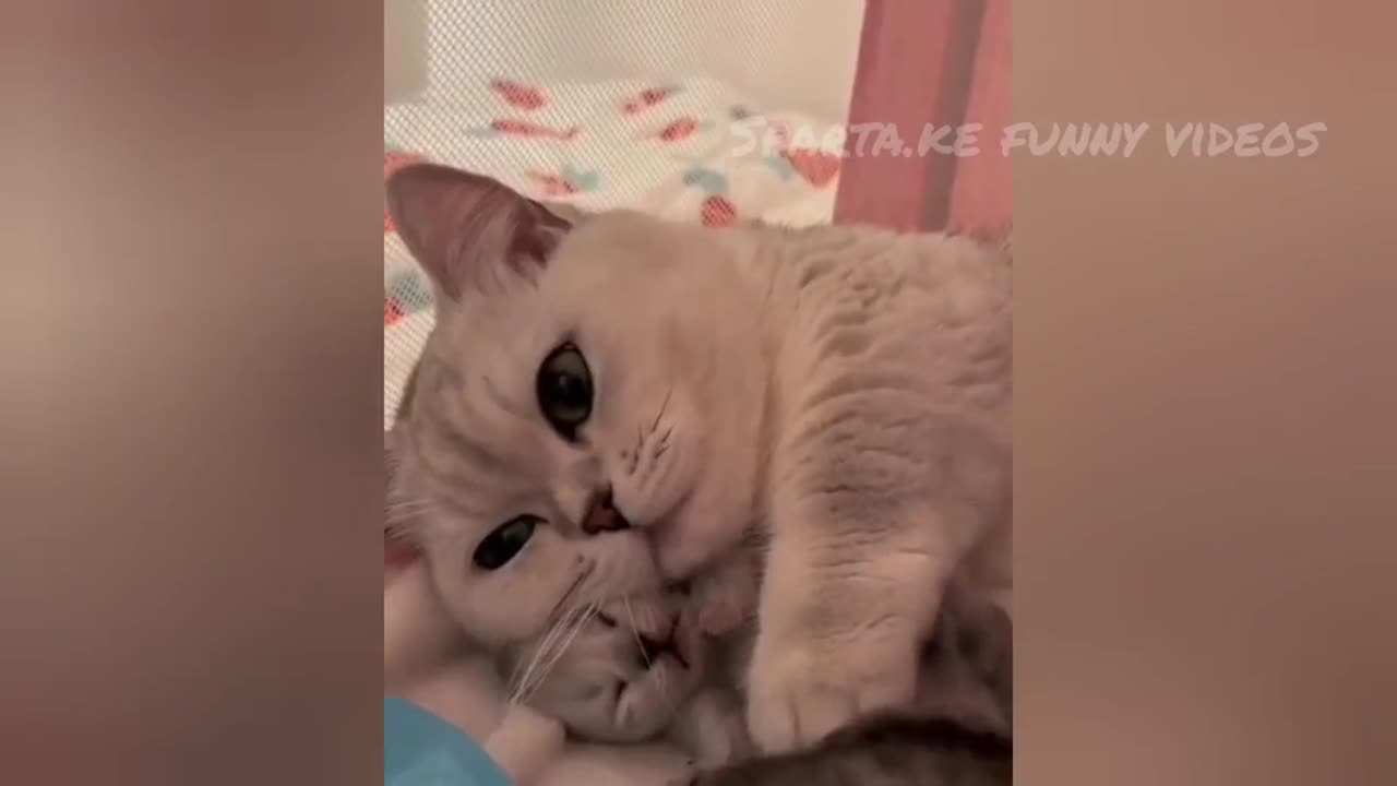 FUNNY CAT 😸😸😸 VIDEOS 😂😂🤣2024......WATCH NOW