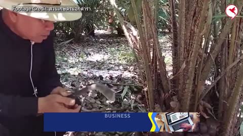 ថៃនាំគ្នាដាំ សាឡាក់