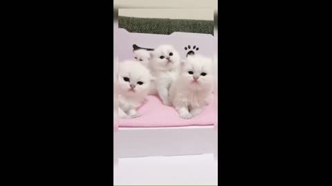 Funny Cute cats listening music 😂😂😂