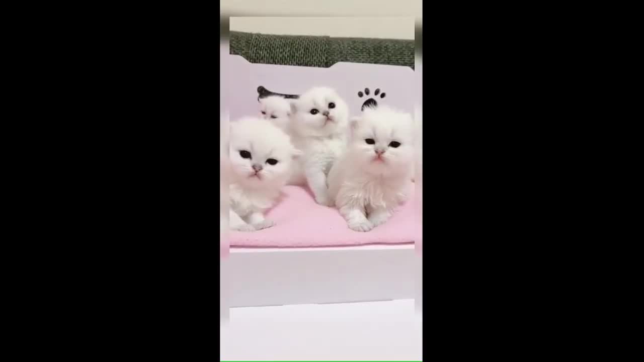 Funny Cute cats listening music 😂😂😂