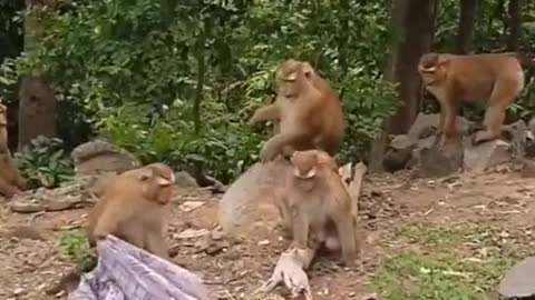 Funny moments with monkeys