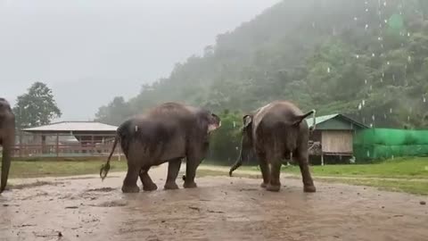 For An Elephant, Rain Is A Celebratory Moment! - ElephantNews_Cut