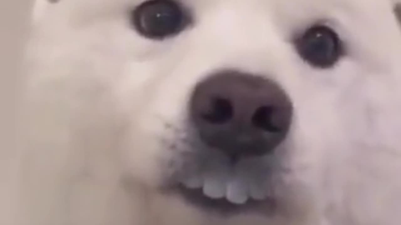 Dog wearing fake teeths😆