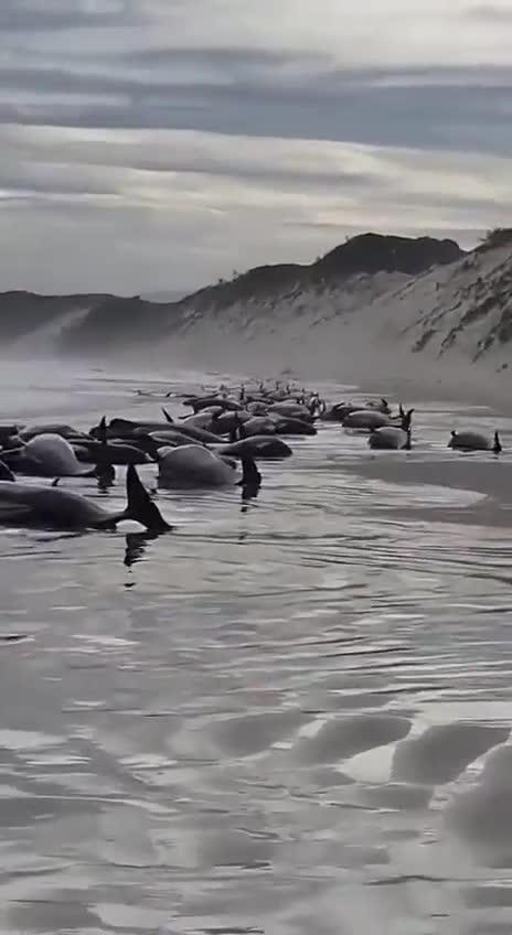 Whales are dying around the world!