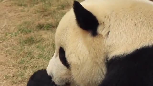 The lovely giant panda