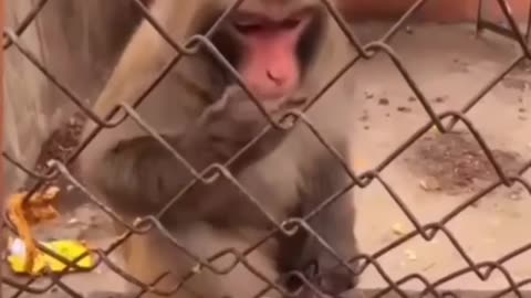 Funny monkey reaction