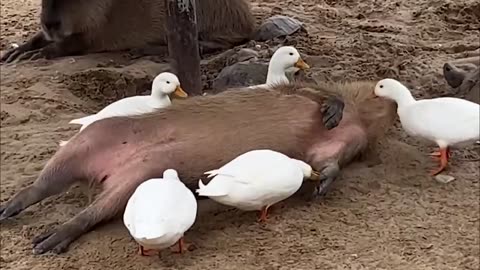 Super Funny Animals Video