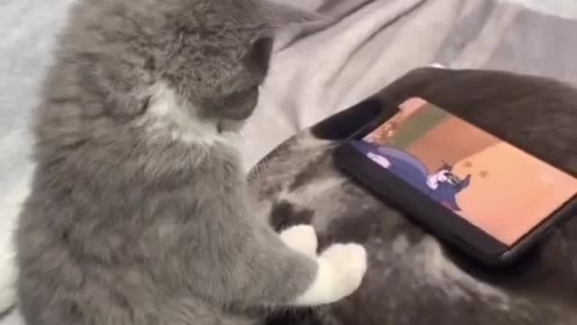 Baby Kitten Loves Watching Tom & Jerry.