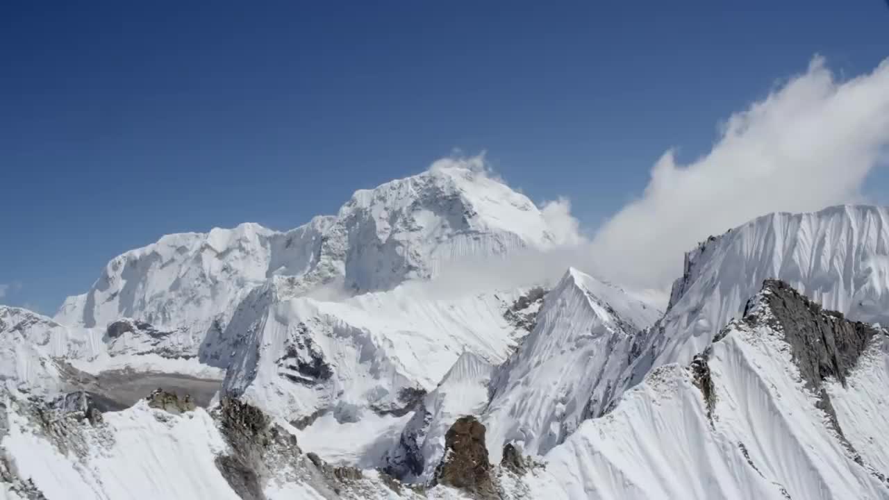 beautiful Himalayans